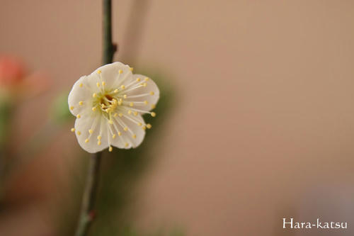 IMG_4633.JPG