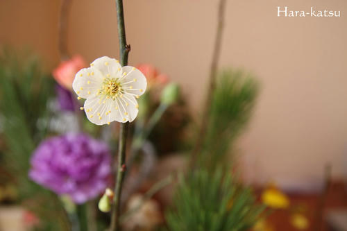 IMG_4637.JPG