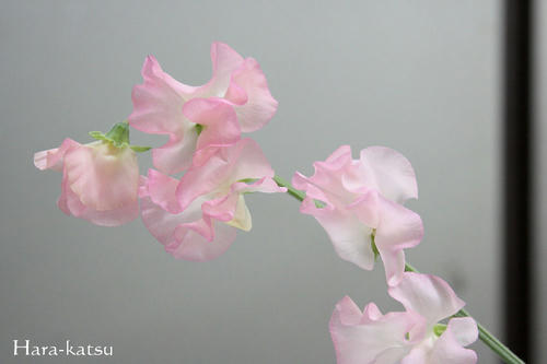 IMG_4680.JPG