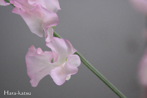 IMG_4675.JPG