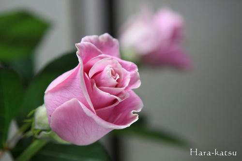 IMG_5486s.jpg