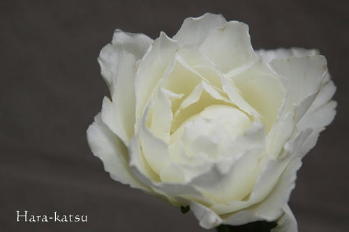 IMG_5706s.jpg