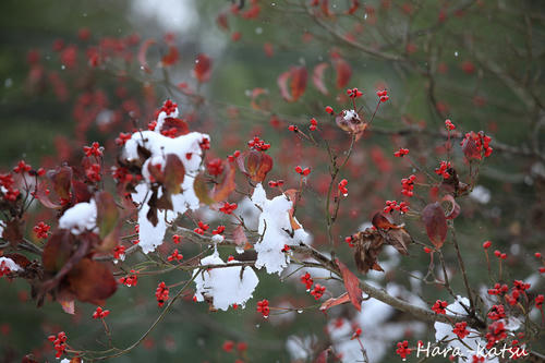 IMG_2369s.jpg