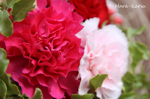 IMG_7096s.jpg