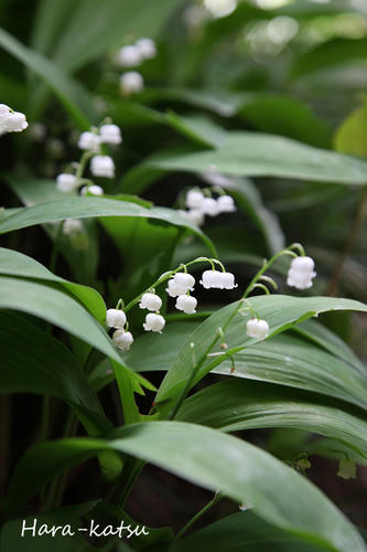 IMG_4560s.jpg