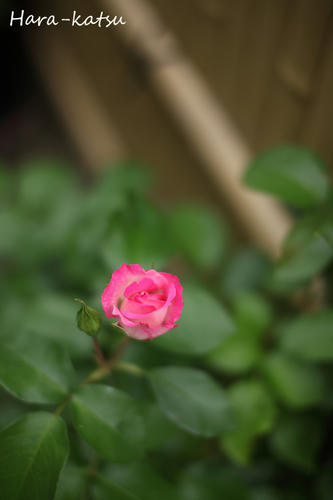 IMG_4598s.jpg