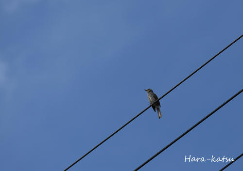 IMG_6910s.jpg