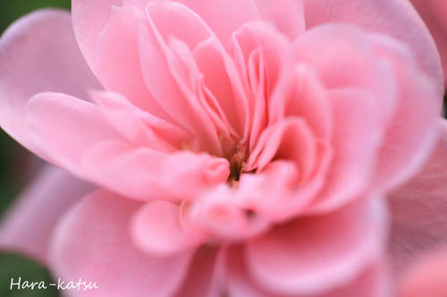 IMG_9658s.jpg