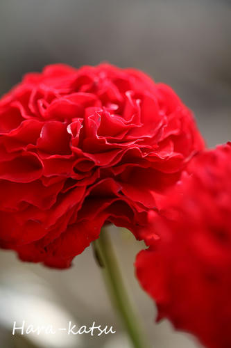IMG_9686s.jpg