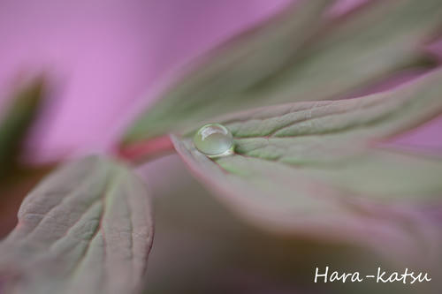 IMG_9896s.jpg