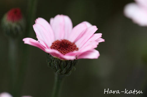 IMG_0068s.jpg