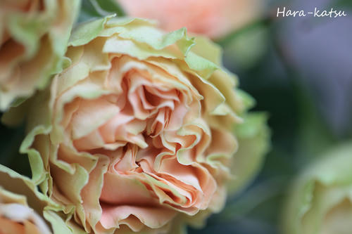 IMG_8270s.jpg
