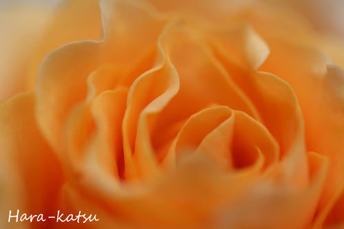 IMG_8411s.jpg