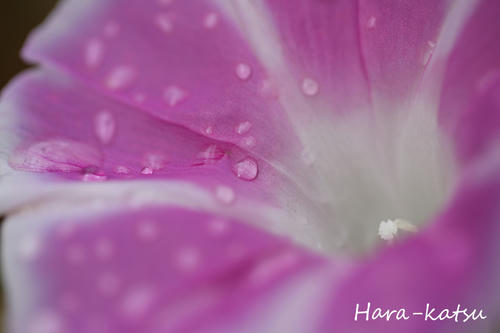 IMG_8988s.jpg