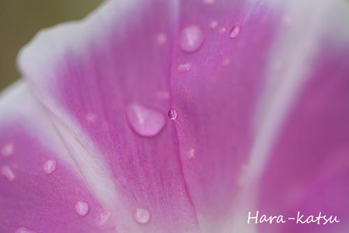 IMG_8991s.jpg