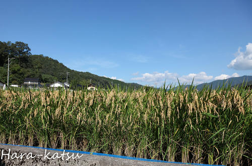 IMG_0103s.jpg