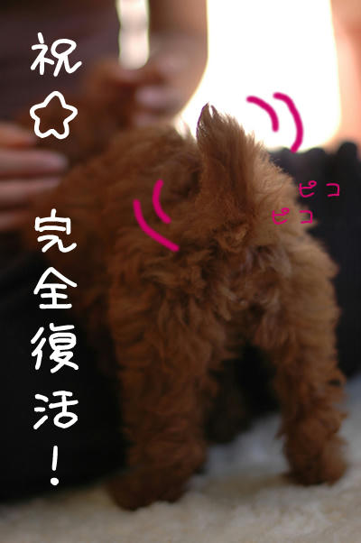 ぴこぴこ