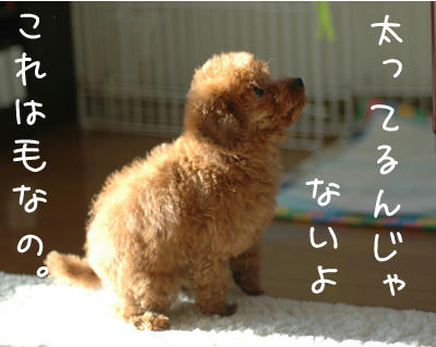 ころころ