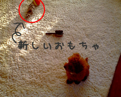 じゃれっこモーラー