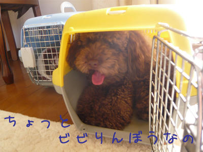 ちょっぴりびびりーなマーク♪