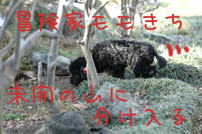 モモきち