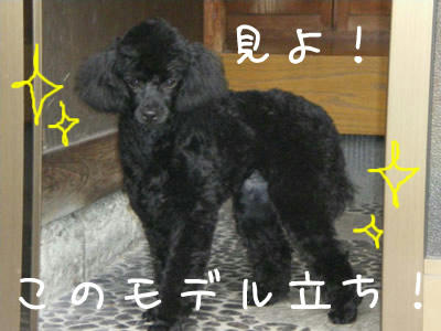 モデル立ち