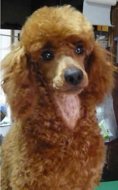 王子ですが、何か？