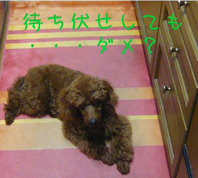 伏せして待ってるのだ。