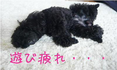 爆睡・・・