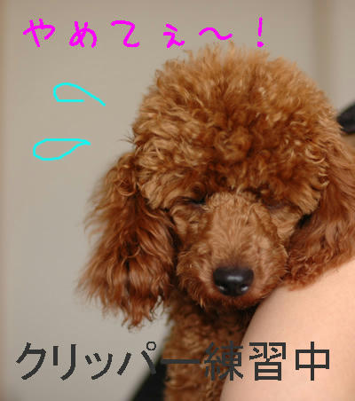 かぐらん修行中
