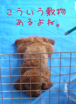 しきもの