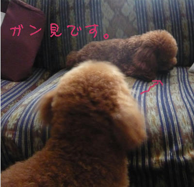 ぶた耳ハンター