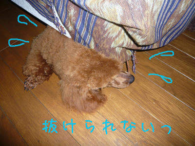 どこから・・・？