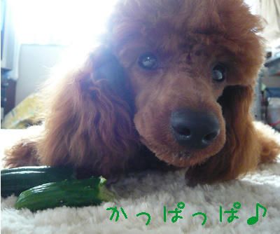 かっぱ