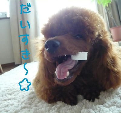 がおー！