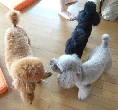 全部色が違うー!