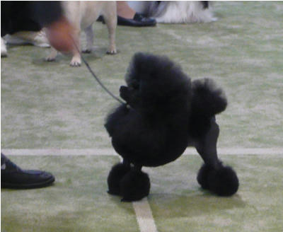 ハンドラーは大村先生