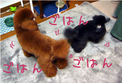 ごはんごはん