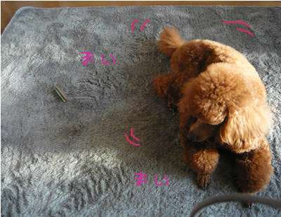 まだ舞うか