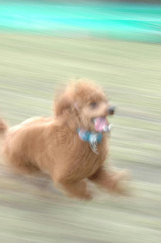 ぶれてますが。