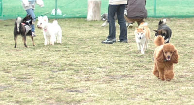 犬まつり