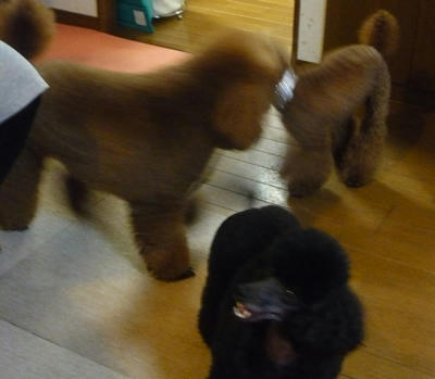 まともな写真がないっす