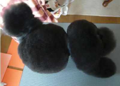上から