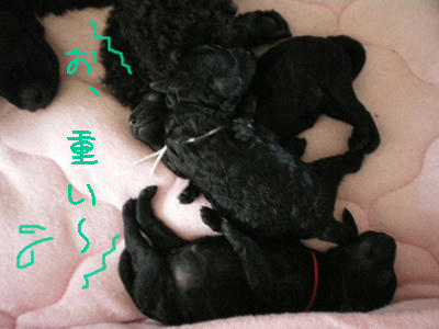まくら