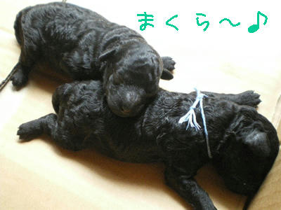 しかえしー！