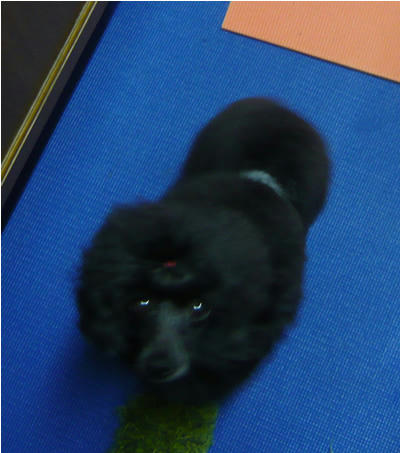 ぼけぼけ？