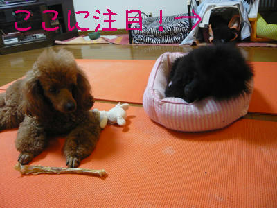 うしろに・・・・