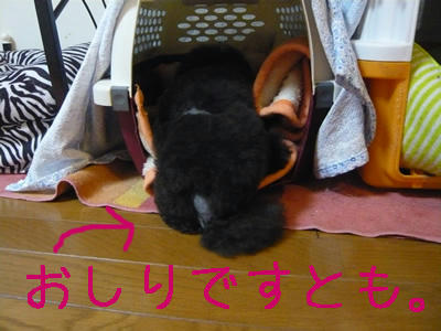 後ろ向き。