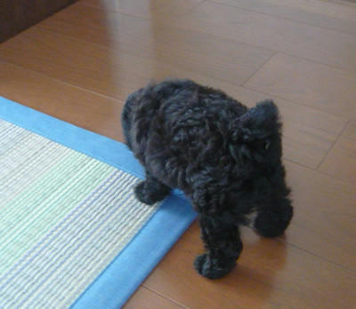 ずんぐりむっくりちゃん。