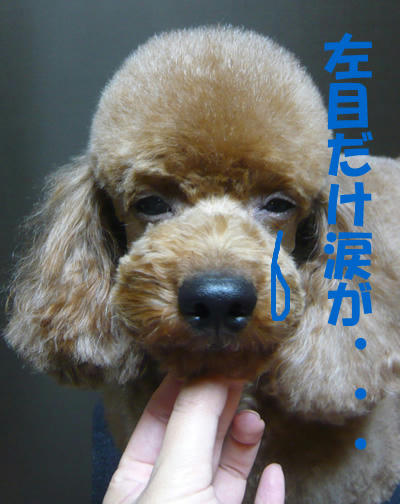 何故か左目だけ。
